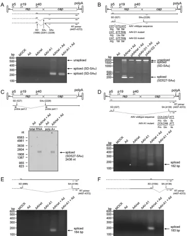 FIG 2 Validation of RNA-Seq-derived AAV2 splice events by RT-PCR and Northern blot analysis