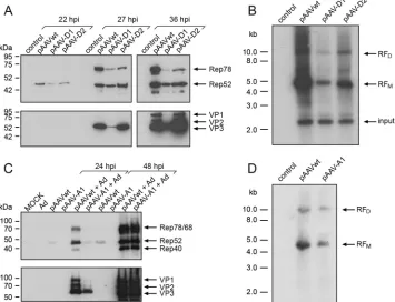 FIG 3 Inﬂuence of alternative splicing on AAV replication. (A) Analysis of AAV2 Rep and VP expression in AAV wild type-, splice mutant AAV-D1-, or AAV-D2(see Fig