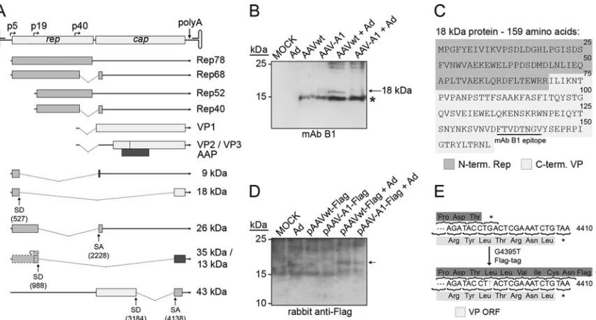 FIG 4 Detection of novel AAV proteins derived from alternative splicing. (A) The AAV2 genome and current transcription/translation map is represented at thegray) before and after insertion of the Flag tag in comparison to the conﬁrmed capsid (VP) protein s