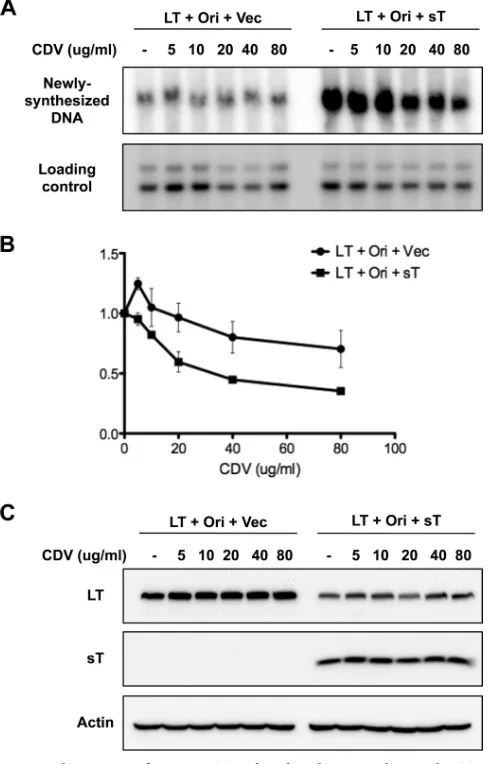 FIG 9 Enhancement of MCPyV LT-mediated viral DNA replication by sT isBamHI and DpnI to detect newly replicated DNA, while 2abolished upon cidofovir treatment