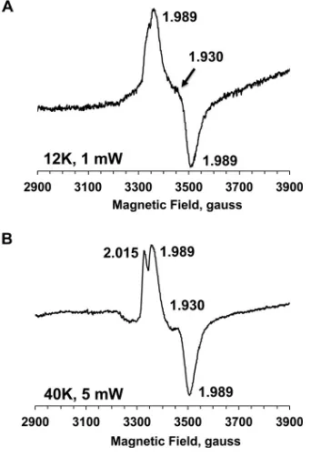 FIG 2 EPR spectra of puriﬁed wild-type MCPyV sT at 12 K and 1 mW (A) andat 40 K and 5 mW (B)