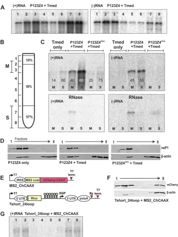FIG 2 Membrane association of RNA. (A) The ability of positive- and negative-strand RNA to ﬂoat with membranes, when replication is ongoing