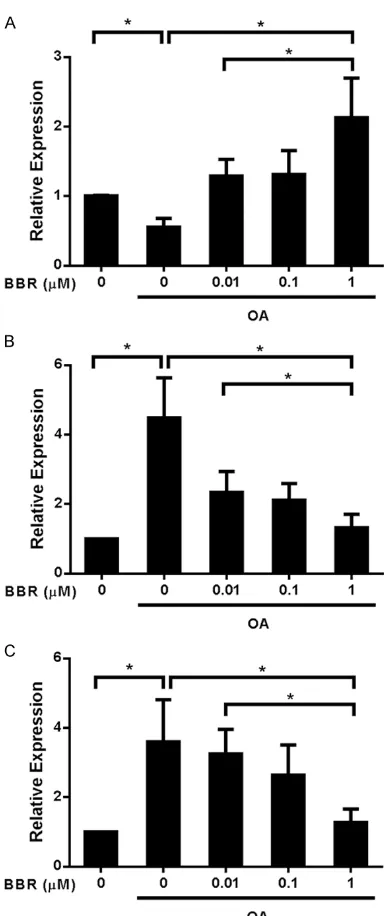 Figure 3. Effect of BBR on mRNA of FXR, SREBP-1c and FAS. A. Relative expression of FXR