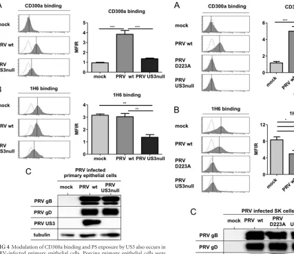 FIG 4 Modulation of CD300a binding and PS exposure by US3 also occurs inPRV-infected primary epithelial cells