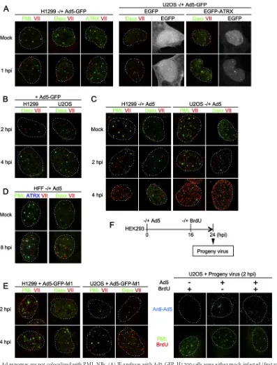 FIG 1 Incoming Ad genomes are not colocalized with PML-NBs. (A) IF analyses with Ad5-GFP