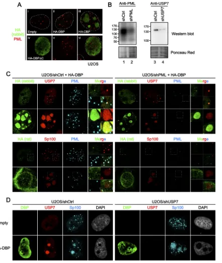 FIG 4 Depletion of one PML-NB component does not impair the recruitment of other factors into DBP structures