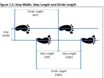 Figure 1.4: Phases of the Gait Cycle 