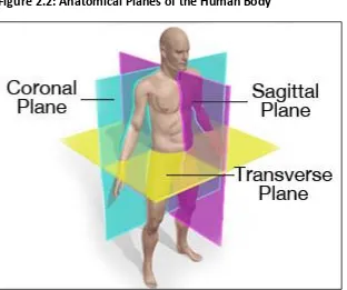 Figure 2.2: Anatomical Planes of the Human Body 