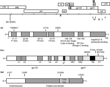 FIG 4 Schematic representation of the HIV-1 genome and the encoded Vif, Env, and Nef proteins showing domains and relevant changes that arose duringadaptation