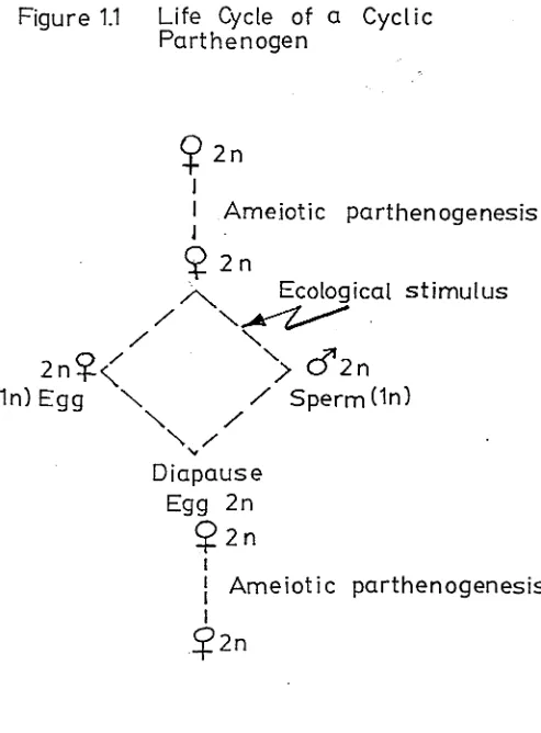 Figure 1.1 Life Cycle of a CyclicParthenogen
