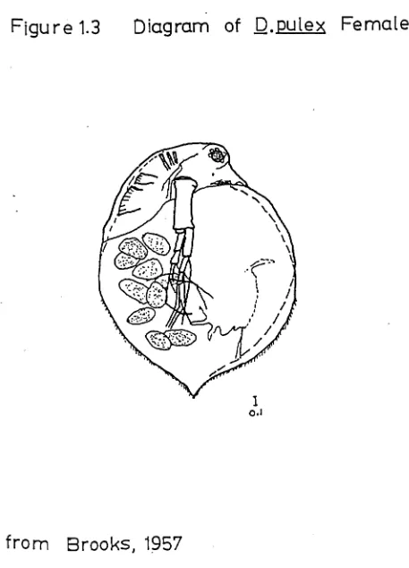 Figure 1.3 Diagram of D.pulex Female