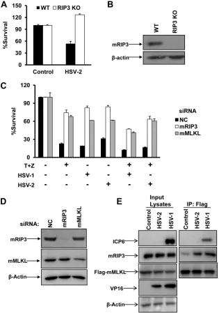 FIG 1 HSV-2 as well as HSV-1 infection directly activates RIP3/MLKL-dependent necrosis in mouse cells