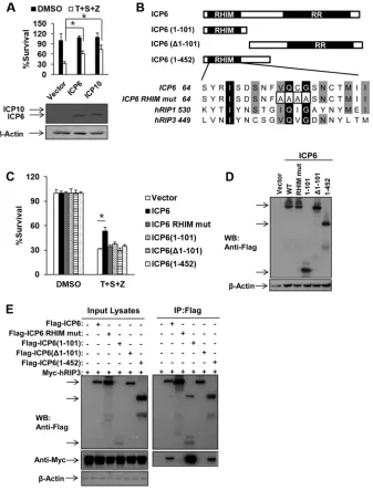 FIG 4 Ectopic expression of HSV R1 is sufﬁcient to block TNF-induced necrosis of human cells depending on both RHIM and RR domains