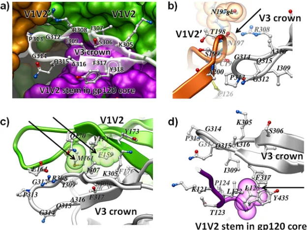 FIG 1 The V3 loop in the context of the gp120 trimer. (a) Overview of the V3 loop environment