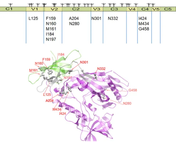 FIG 2 Overview of mutations made in gp120 to assess the impact on exposure of V3. (Top) Linear diagram (shown by the symbols above the bar