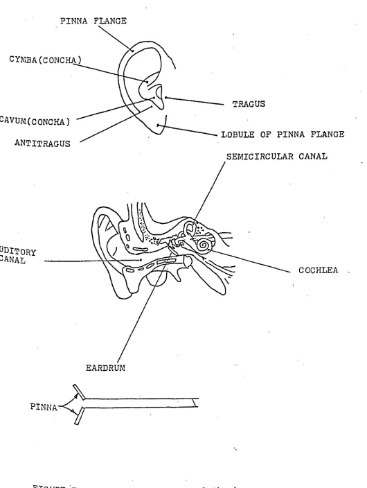 FIGURE FI- Schematic diagram of "the humari ear. 