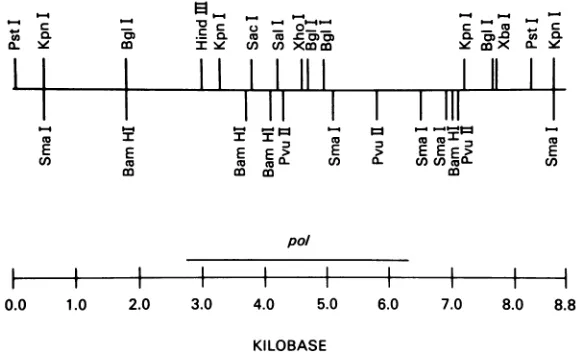 FIG. 2.cloneconditionsTheSouthernsequence Restriction map of clone 23 genome. The restriction map of the clone 23 pol mutant genome was derived by analysis of the plasmid pRTM and the Hirt supernatant DNA fraction (24) prepared from mink cells infected wit