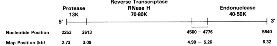 FIG.7.Theeachcodonsequenceby the Organization of the MuLV pol gene. The proposed map for the MuLV pol gene is based on considerations discussed in the text