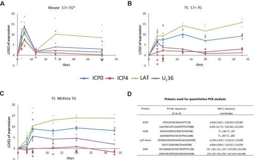 FIG 6 qRT-PCR detection of HSV-1 transcripts in infected animal TGs shows different expression proﬁles in mice and tree shrews
