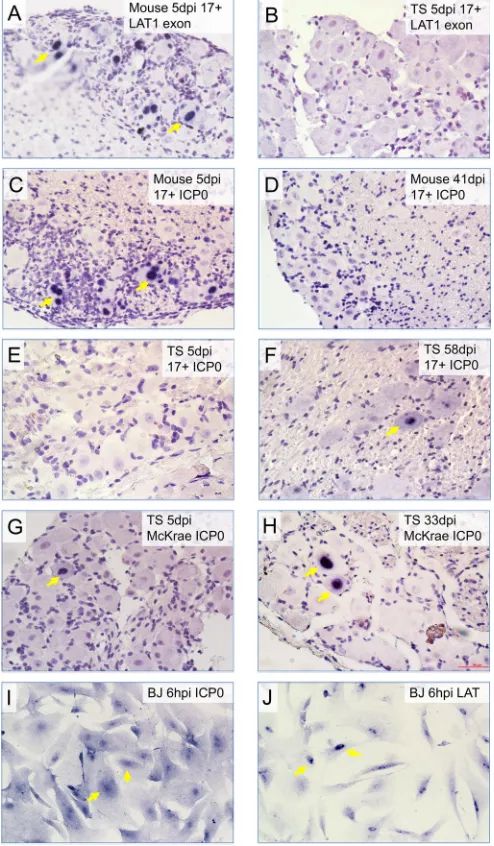 FIG 8 In situ hybridization detection of ICP0 signals in mouse and tree shrewTGs. (A) During the acute stage of infection (5 dpi using HSV-1 17�), LATtranscript is readily detected using RNA probe against the ﬁrst exon of LAT.(B) Compared to mouse TG, LAT 