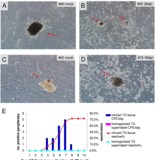 FIG 2 Explant cocultivation of tree shrew TG on RS1 cells. At 4 weeks or 60 days postinfection (p.i.), the animals (animal 80, 92, 62, and 76) were euthanized,TGs were removed from the animals and incubated with monolayers of rabbit skin cells (RS1)