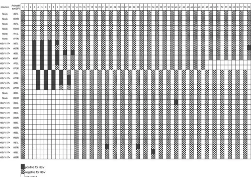 TABLE 2 Detection of spontaneous shedding of HSV-1 in tearsa