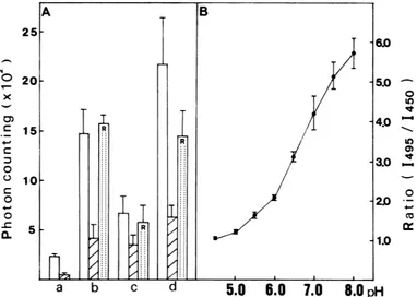 FIG. 5.glassthencellsitsmg/ml)wasscattering37mM or recovery Decrease in the fluorescence intensity on incubation of adsorbed with FITC-labeled virus at 370C (e) or 20°C (0) and on addition of ammonium chloride