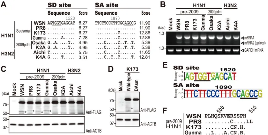 FIG 5 PB2-S1 expression from PB2 derived from 8 human isolates. (A) Comparison of nucleotide sequences around the SD and SA sites of A/Puerto Rico/8/34(PR8), A/Kawasaki/173/2001 (K173), A/Gunma/07G006/2008 (Gunma), A/Osaka/164/2009 (Osaka), A/Yokohama/UT-K