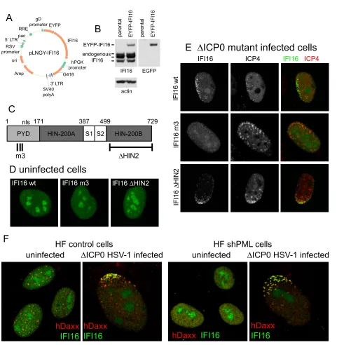 FIG 2 The PYD domain is required for the recruitment of IFI16 to HSV-1 genomes. (A) A map of a lentivirus vector that expresses EYFP-linked IFI16