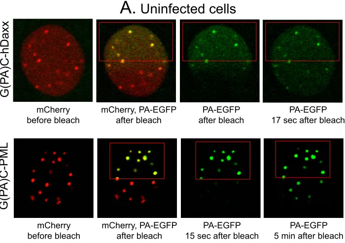 FIG 4 Dynamics of PML.I and hDaxx in uninfected cells and their rapid recruitment to sites associated with HSV-1 genomes