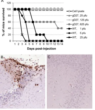 FIG 3 HSV2-gD27 is �5,000-fold less neurovirulent than WT HSV after intracranial inoculation