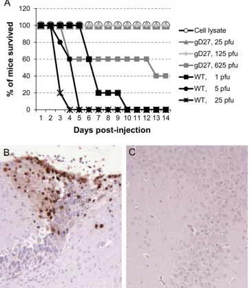 FIG 3 HSV2-gD27 is �5,000-fold less neurovirulent than WT HSV after intracranial inoculation