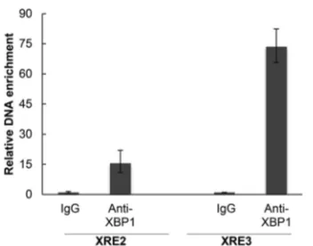 FIG 4 CHIP assay showing binding of XBP-1s to the vIL-6 promoter. BCBL-1endogenous XBP-1s was induced by TM treatment (2 �g/ml) for 48 h and thencross-linked