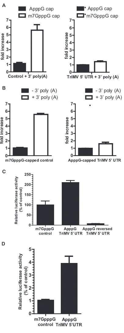 FIG 1 The TriMV 5increase of luciferase activity in wheat germ extract of the polyadenylatedTriMV 5vector sequence mRNA (left) with a 5cap at their 5fold increase of luciferase activity was standardized to the measured luciferaseactivity of the ApppG-cappe