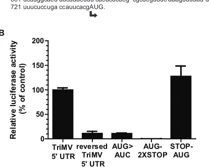 FIG 3 TriMV-driven translation initiates primarily at the 13th AUG codon atnucleotide position 740