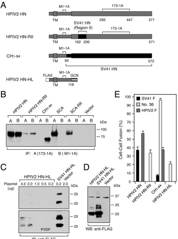FIG 9 Replacement of region II or removal of the head domain converts the F protein speciﬁcity of the HPIV2 HN protein