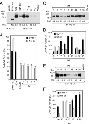 FIG 3 Amino acid substitutions in region II variously affect the F protein speciﬁcity of SCA