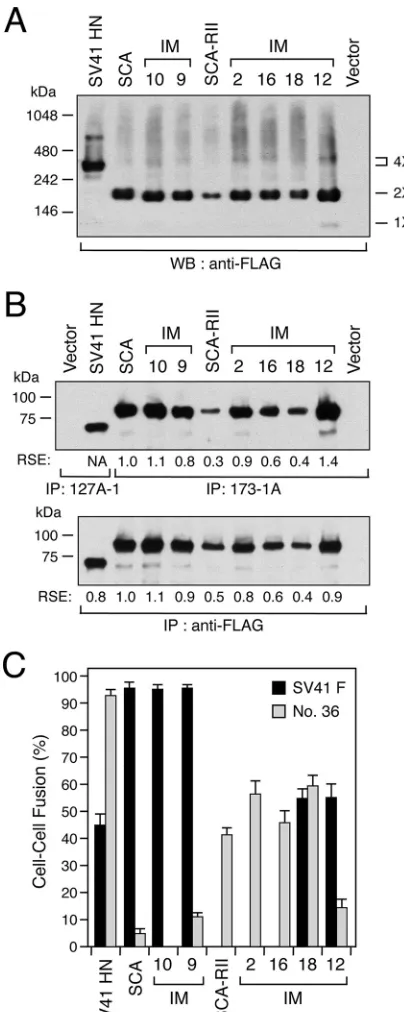 FIG 6 Oligomeric stability of the HN proteins. In order to detect native HNnormalized to that given by SCA