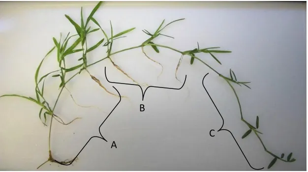 Figure 1. St. Augustinegrass stolon with three regions: A. basal, B. mid, and C. apical outlined.