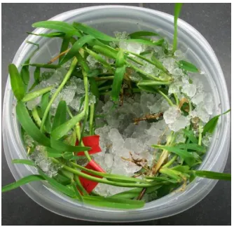 Figure 2. Preparation of ‘rolls’ for experiment 1. 
