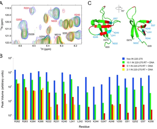FIG 1 Mapping amino acids with signiﬁcant changes in peak intensity to the INRT-DNA at molar ratios of 10:1, 5:1, and 2:1 are shown, identiﬁed by color as indicated on the ﬁgure