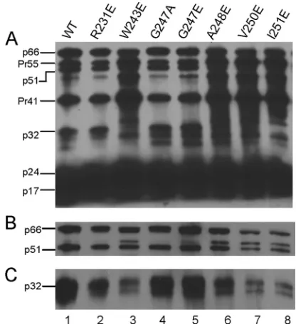FIG 2 Replication kinetics of WT and IN mutant HIV-1 viral clones. CEM cells were infected with 100 ng of the p24 equivalent of WT or IN mutant viruses, andand mock control (no virus added;the culture medium was tested for p24 production at the indicated t