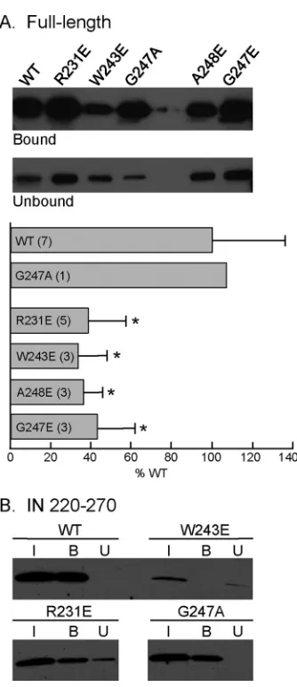 FIG 4 Binding of HIV-1 RT-conjugated magnetic beads with the WT or theindicated substitutions within the context of full-length IN or IN220–270