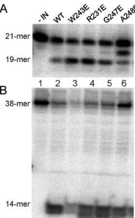 FIG 7 In vitroing. 5(lane 2) or mutated INs (lanes 3 to 6) to assess dinucleotide cleavage activity,which produces a 19-mer product