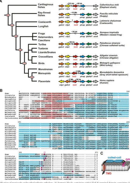 FIG 1 Identiﬁcation of previously undescribed tetherin orthologs. (A) Syntenic blocks containingtilage Intermediate-Layer Protein 2),different tetherin isoforms from one species