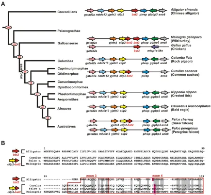 FIG 2 Avian( tetherin. (A) The bst2/tetherin gene loci of the indicated bird species are shown