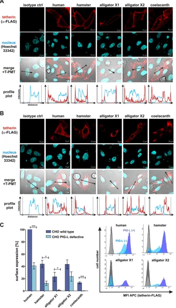 FIG 3 Subcellular localization and GPI anchor dependency of human, hamster, alligator, and coelacanth tetherin