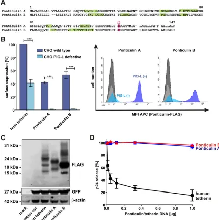 FIG 5 Functional characterization of ponticulin A and B. (A) Amino acid alignment of ponticulin A and B from the slime moldﬂuorescence intensity (MFI) of allophycocyanin (APC) are shown on the right