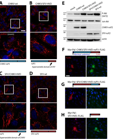 FIG 10 The hypervariable domain of SFV-nsP3 induces replication complex internalization and Akt activation in CHIKV