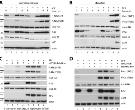 FIG 2 Characterization of SFV-induced PI3K-Akt-mTOR activation. (A and B) Time course experiment in HOS cells infected for 1 h with SFV-wt (MOI of 10)in PBS or mock infected and then supplemented with growth medium (normal conditions) or EBSS (starvation)